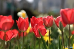 散歩道の花１