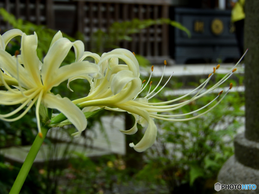 白花曼珠沙華２