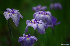花菖蒲　その３
