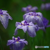 花菖蒲　その３
