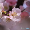 古刹の木瓜②