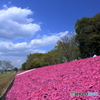 相模川芝ざくら