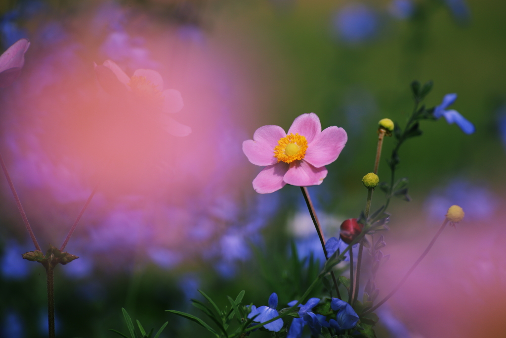 夢の中も秋の花