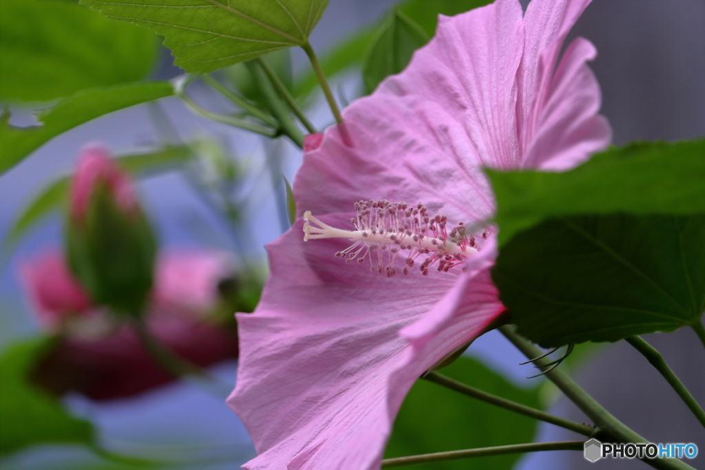 花便り ムクゲ
