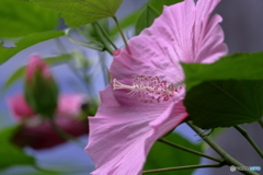 花便り ムクゲ
