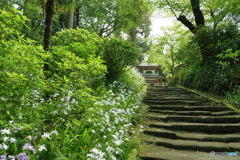 新緑の浄智寺