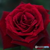 五月の薔薇　その６