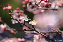 里山の梅の花