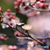 里山の梅の花
