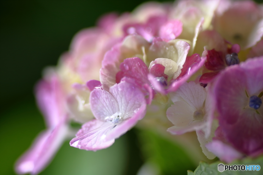 紫陽花の吐息２