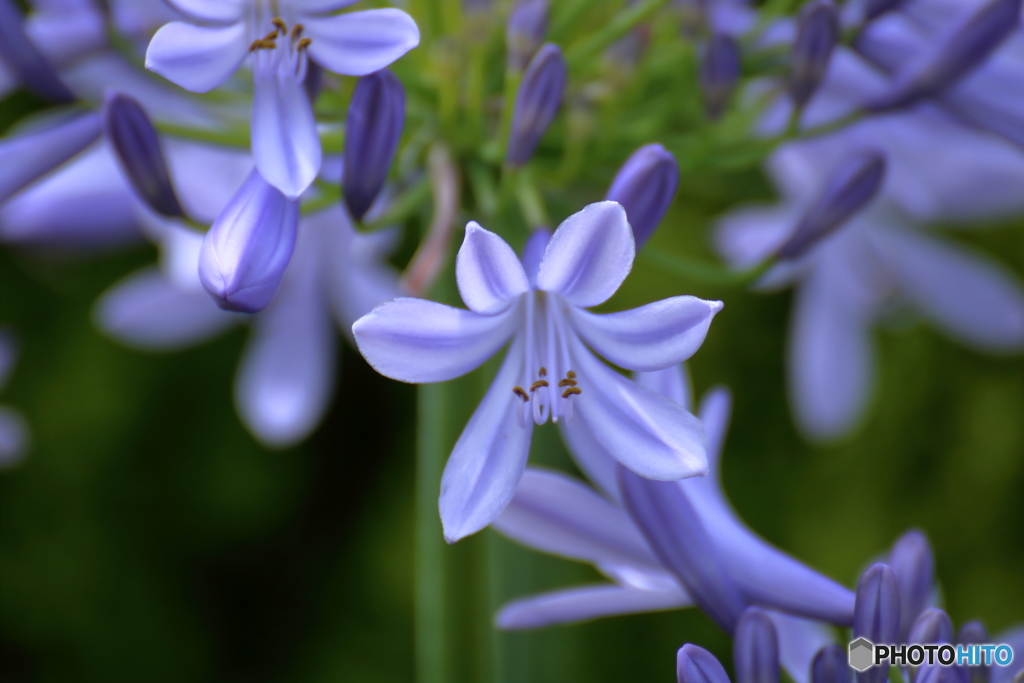 愛の花
