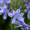 愛の花