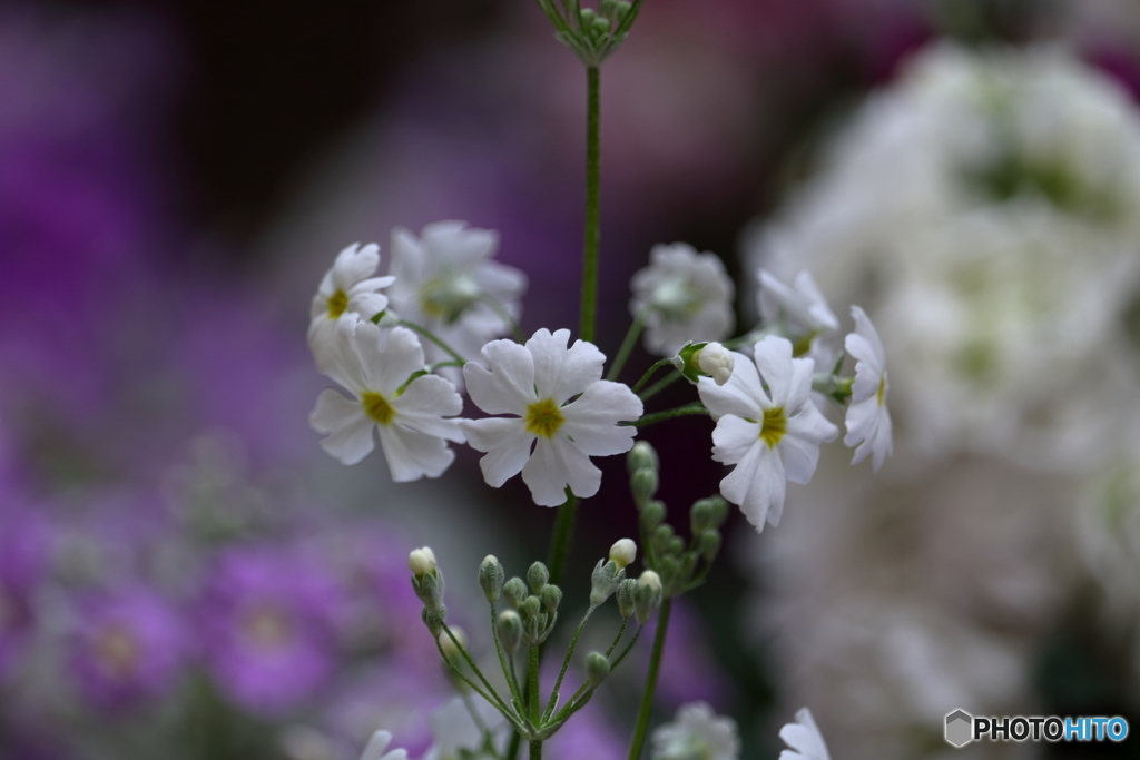 乙女桜２