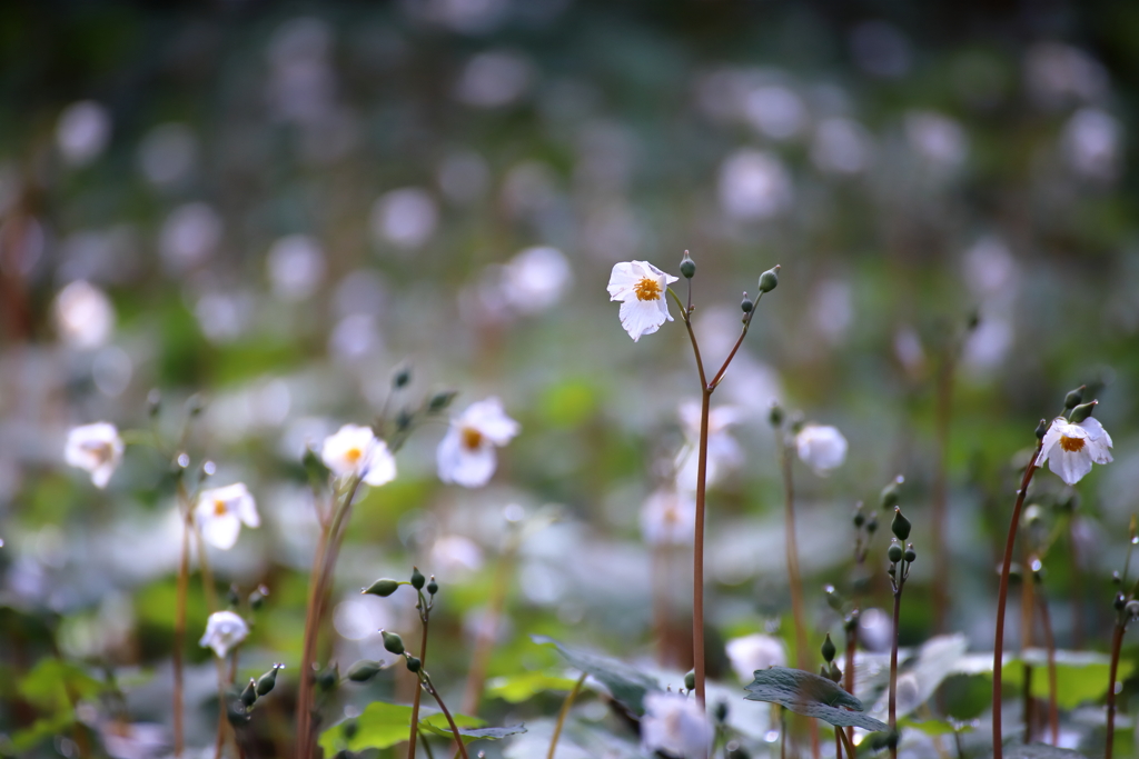 妖精たちの集い(白雪芥子)