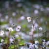 妖精たちの集い(白雪芥子)