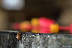 花手水の蜜蜂