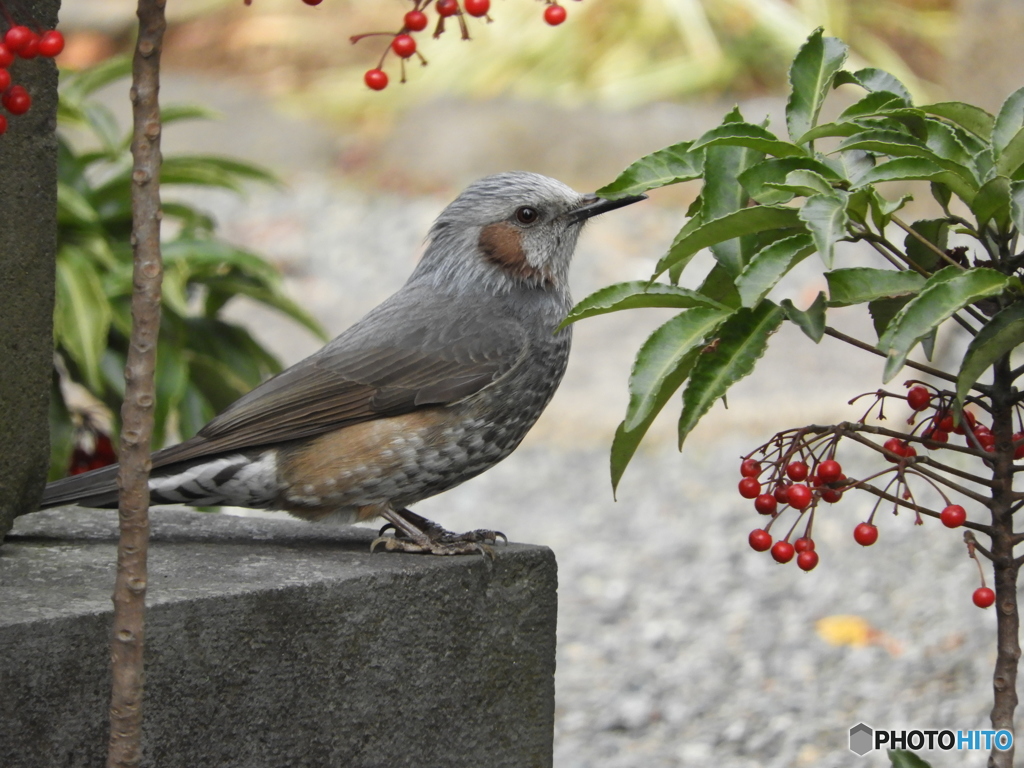 食べる前に正座