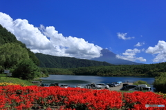 夏の富士五湖　⑤　西湖とサルビア
