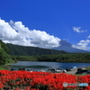 夏の富士五湖　⑤　西湖とサルビア