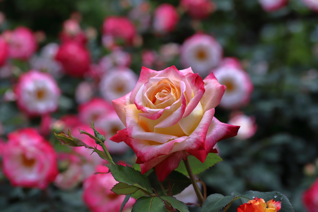 薔薇③