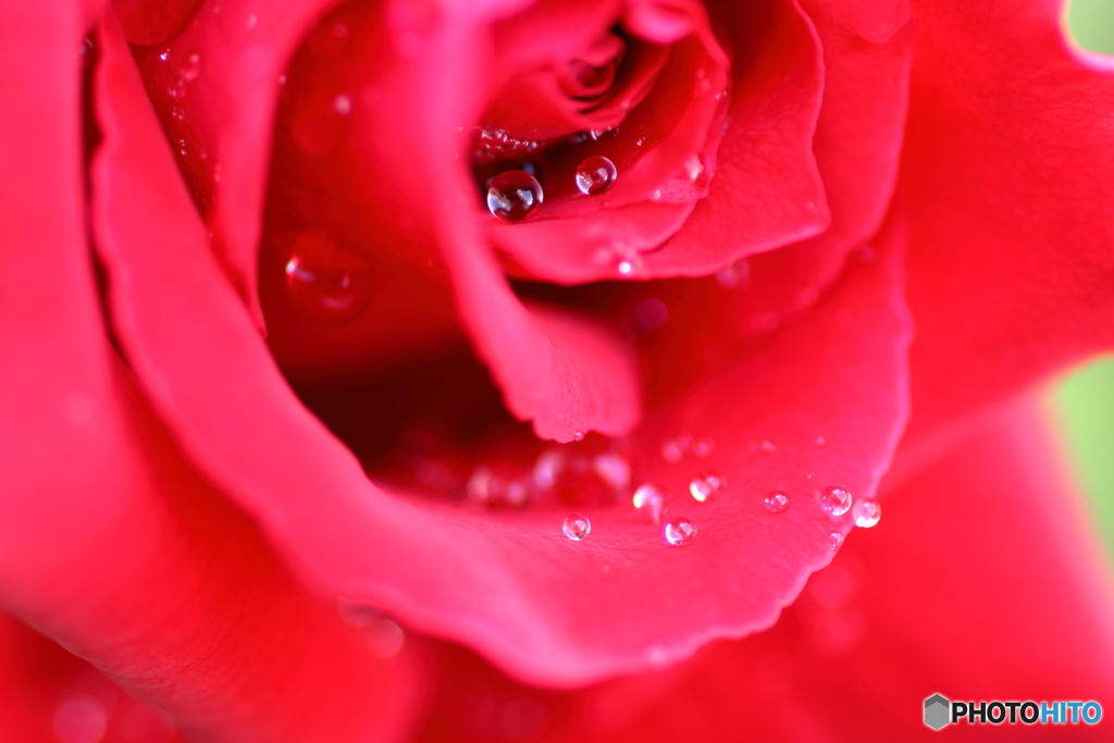 薔薇の涙