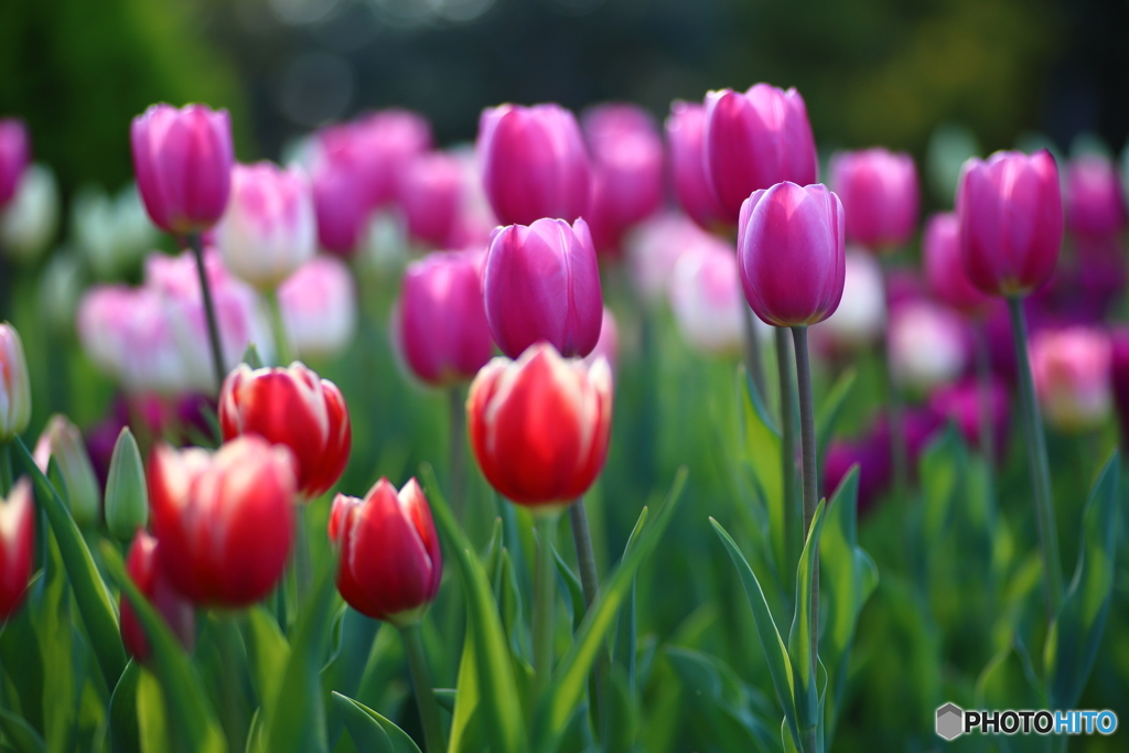 冬の花壇