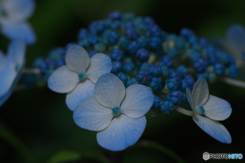 紫陽花①