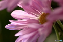 花便り　菊１