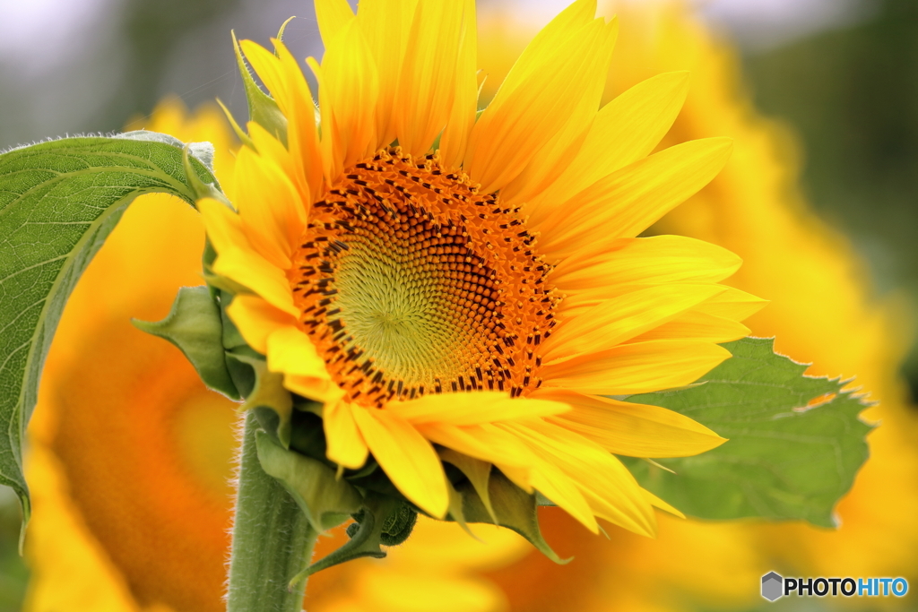 夏の花　ひまわり