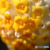 ミツマタ②