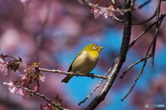 河津桜とメジロ⑤