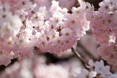 春めき桜②