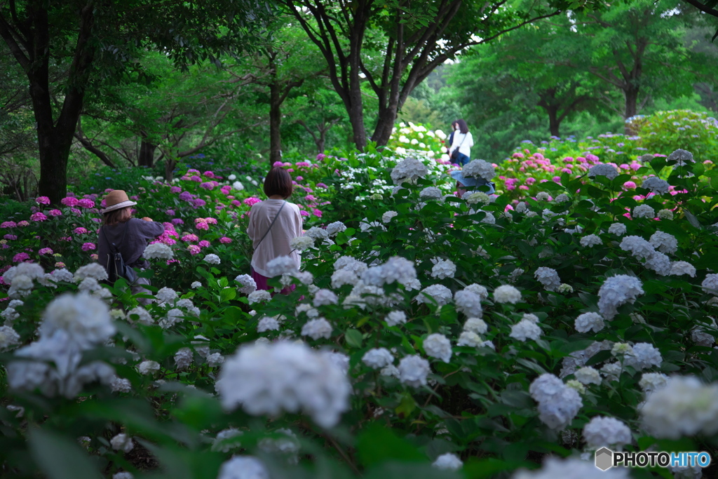 紫陽花を楽しむ・・・♪