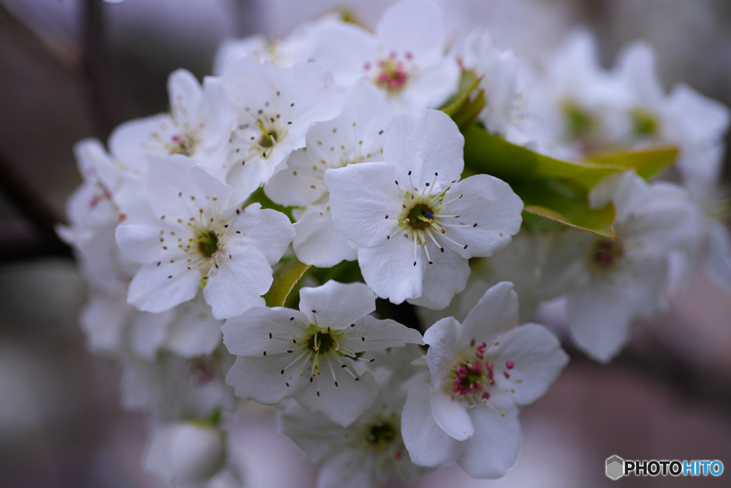 梨の花