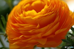 ラナンキュラス