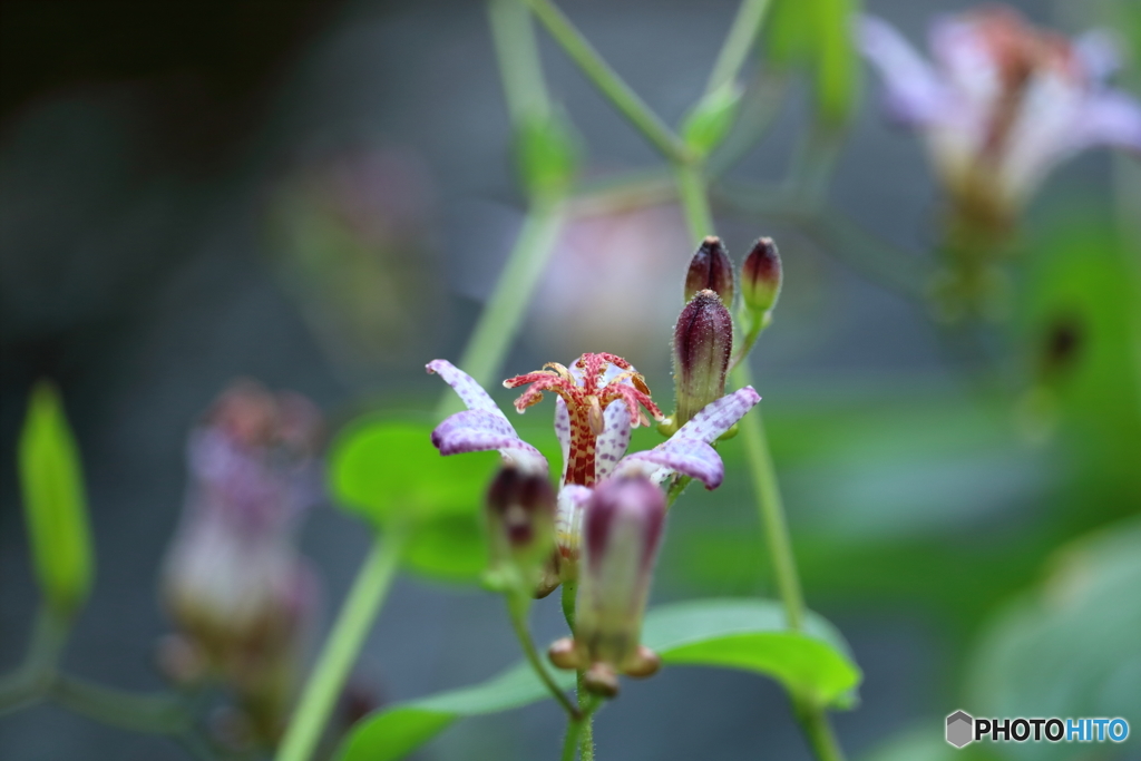 古刹の花