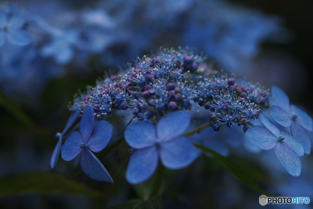 紫陽花　その４