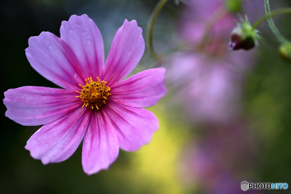 声をかけたくなる秋桜