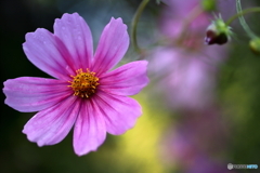 声をかけたくなる秋桜