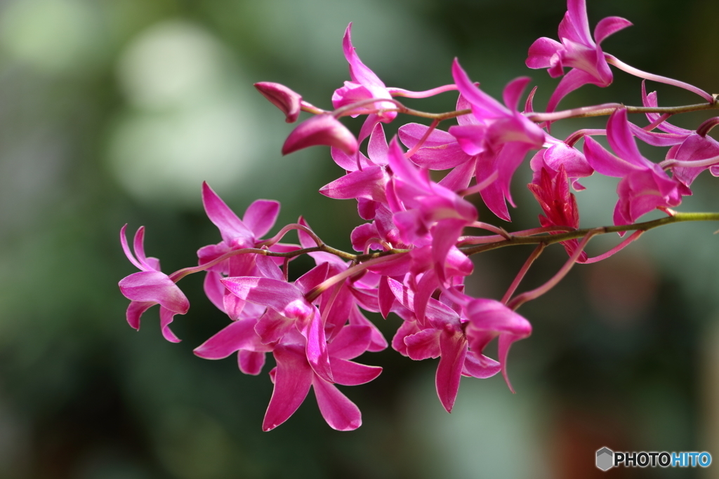 デンドロビウム