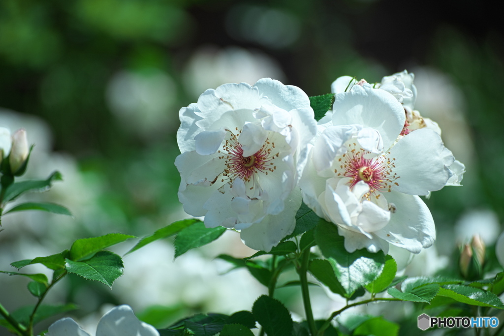 薔薇の季節④