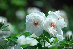 薔薇の季節④