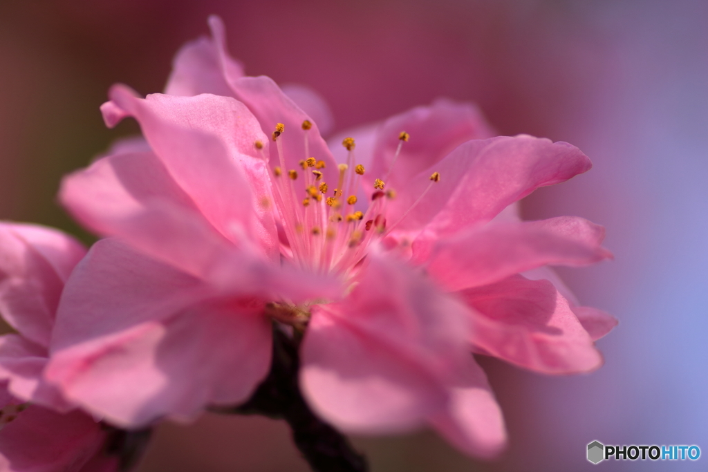 花桃