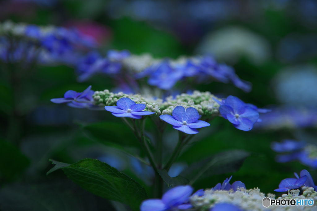 紫陽花の季節　その8