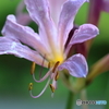花便り　夏水仙２