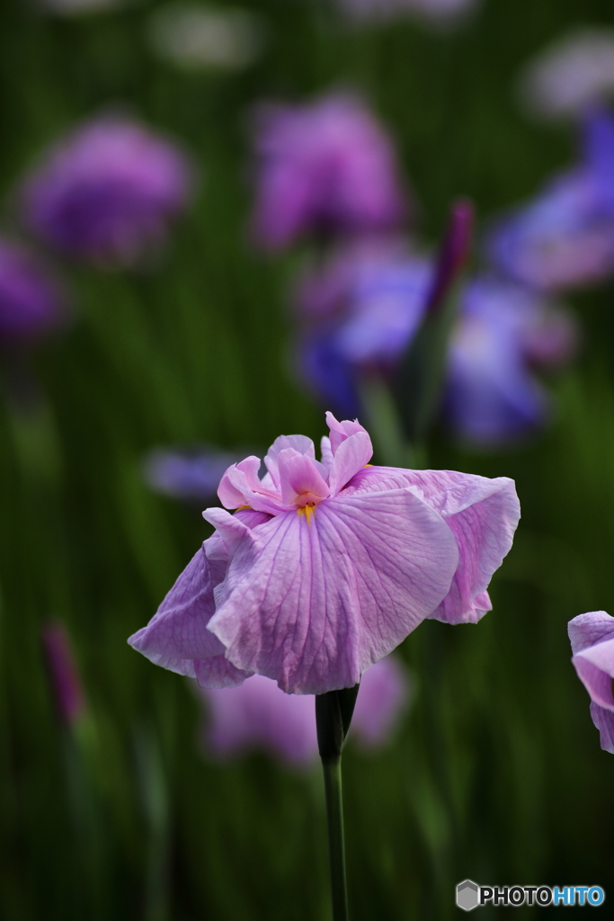 花菖蒲①