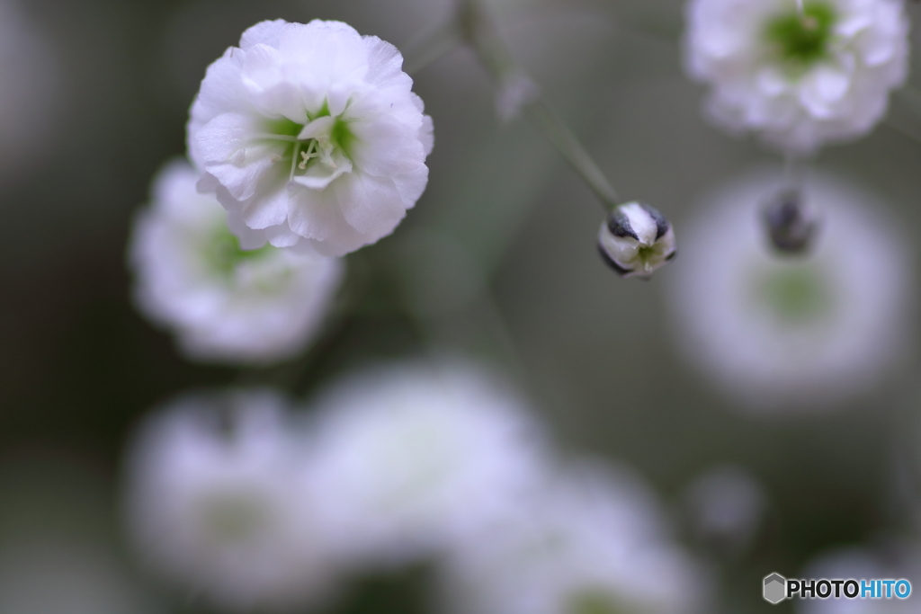 かすみ草