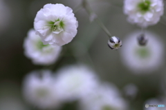 かすみ草