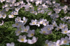 春の山野草 一輪草