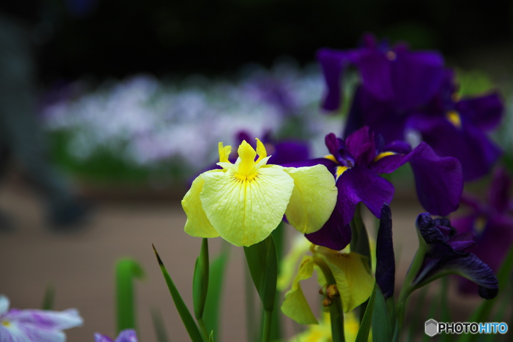 花菖蒲　その4